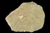 Fossil Fish (Enchodus) Fang in Rock - Morocco #133837-1